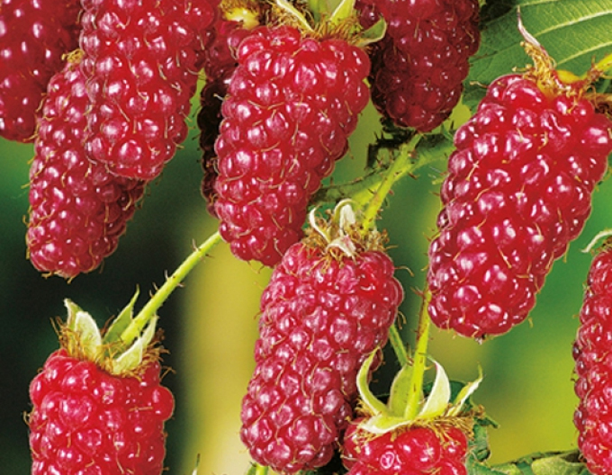 Zmeură ´Boysenberry´