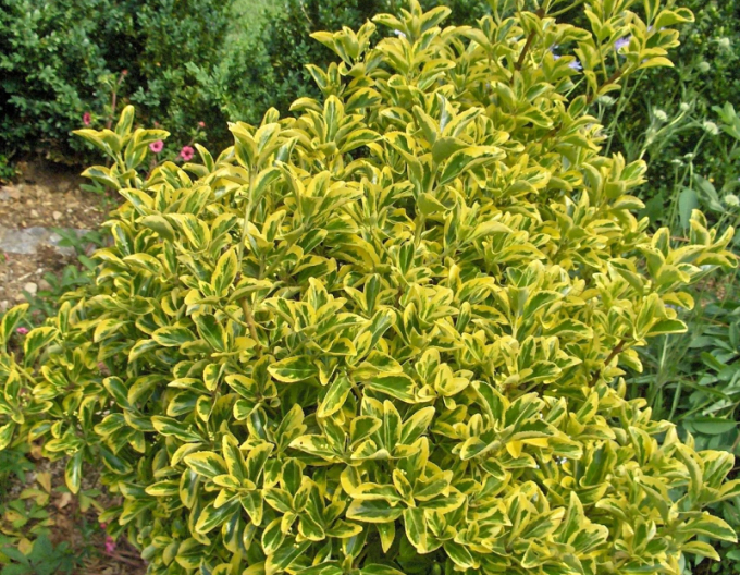 Iederă japoneză ´Elegantissima Aureus´