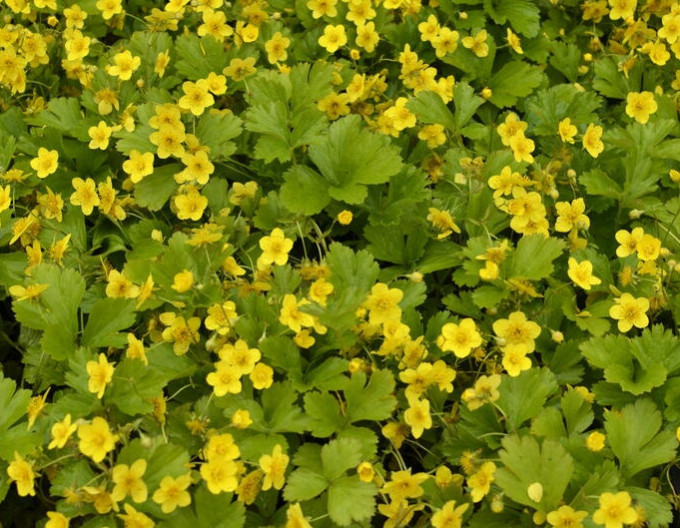 Waldstenia ternata 2l