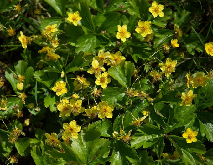 Waldstenia ternata 2l