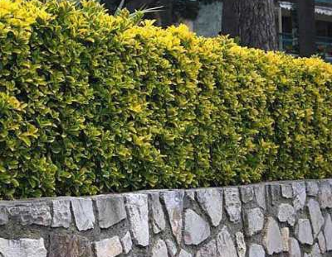 Iederă japoneză ´Elegantissima Aureus´