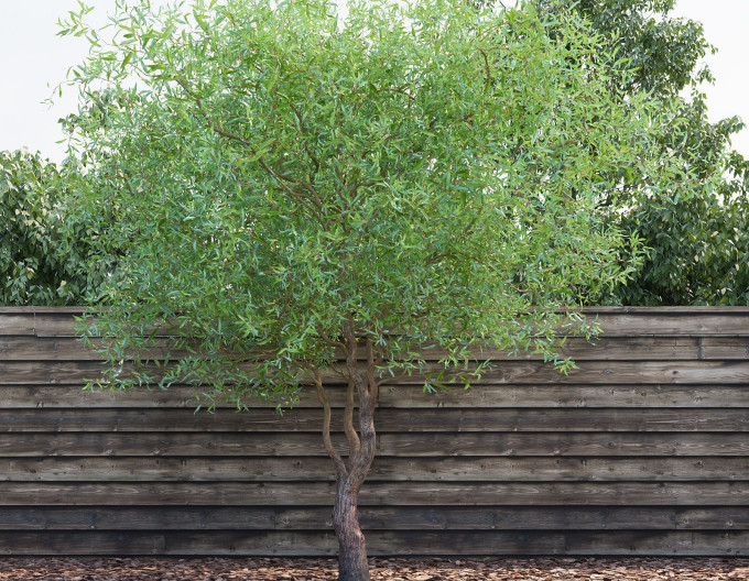 Salix matsudana „Tortuosa” 2l