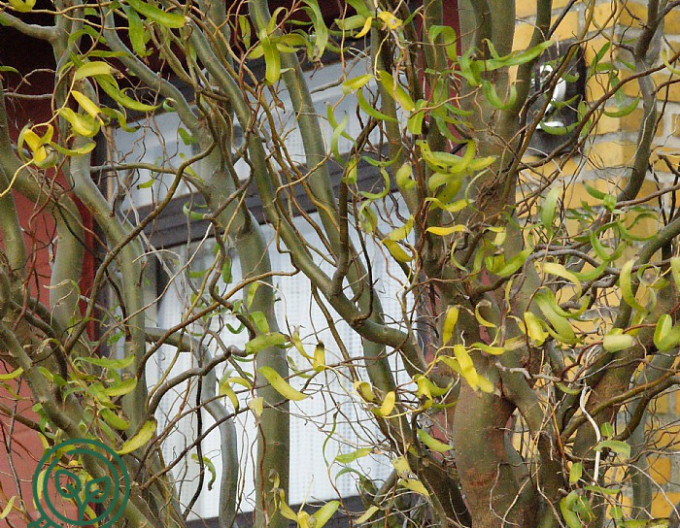 Salix matsudana „Tortuosa” 2l