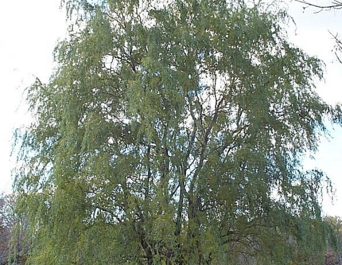 Salix matsudana „Tortuosa” 2l