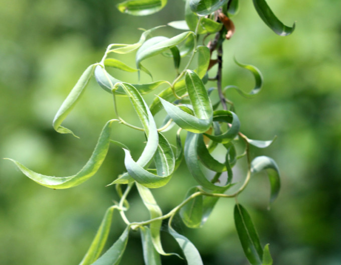 Salix matsudana „Tortuosa” 2l