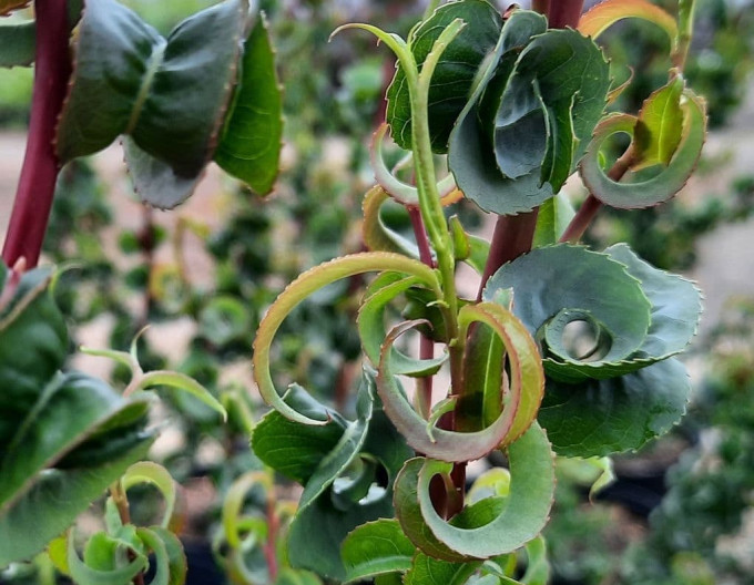 Salix babylonica „Crispa” 2l