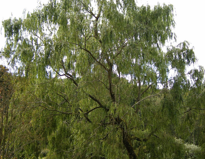Salix babylonica „Crispa” 2l