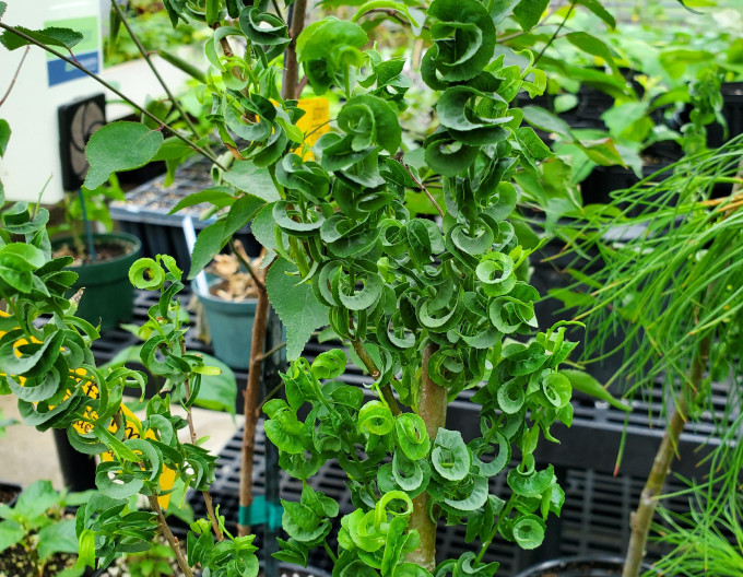 Salix babylonica „Crispa” 2l