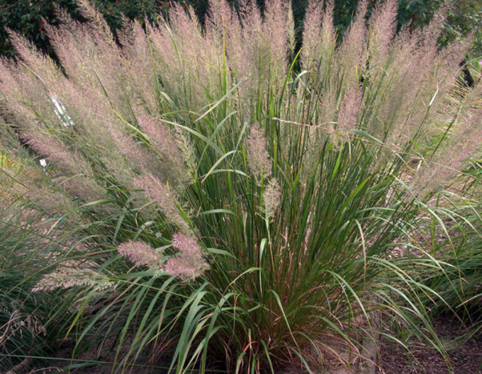 Calamagrostis brachytricha 2l