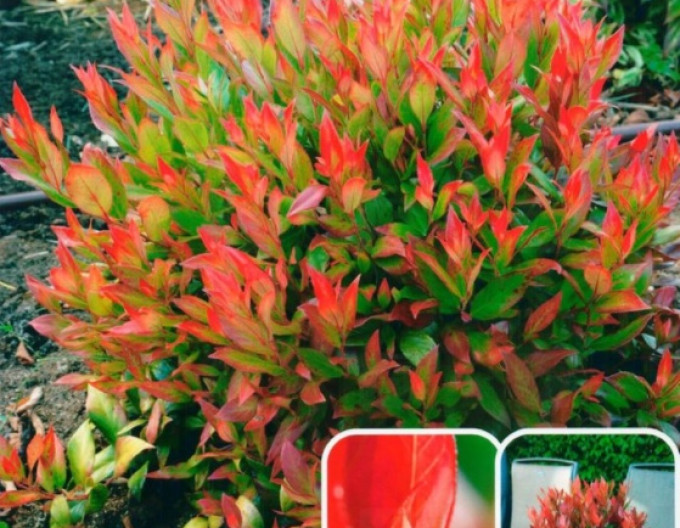 Leucothoe axillaris „Little Flames”