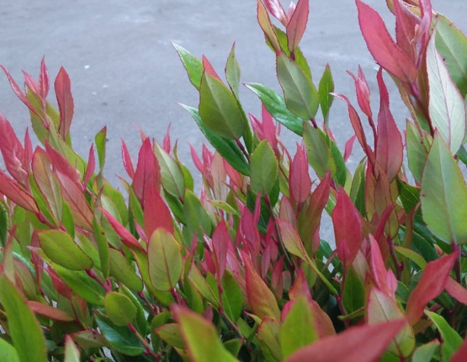 Leucothoe axillaris „Little Flames”