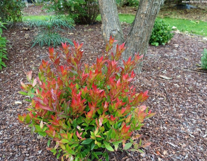 Leucothoe axillaris „Little Flames”