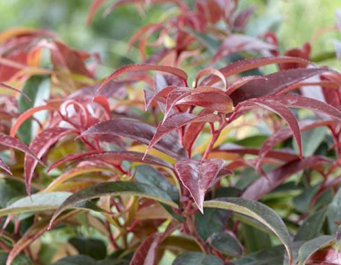 Leucothoe keiskei „ROYAL RUBY” 2l