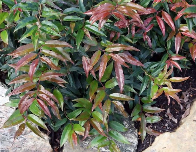 Leucothoe keiskei „ROYAL RUBY” 2l