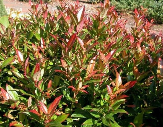 Leucothoe keiskei „ROYAL RUBY” 2l