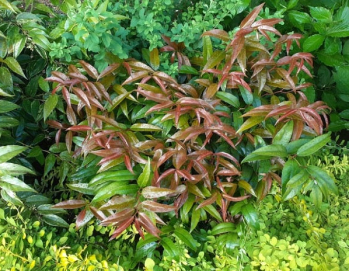 Leucothoe keiskei „ROYAL RUBY” 2l