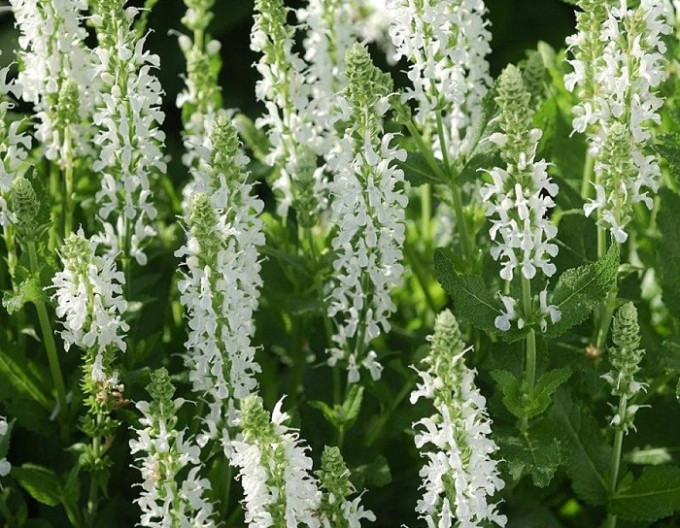 Salvie  „Schneehugel” 2l