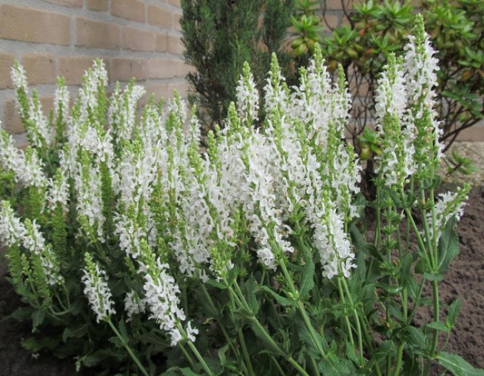 Salvie  „Schneehugel” 2l