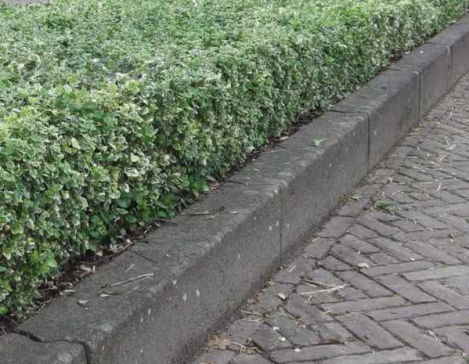 Euonymus fortunei „EMERALD GAIETY” 2l