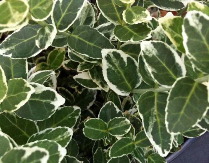 Euonymus fortunei „EMERALD GAIETY” 2l