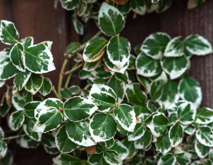 Euonymus fortunei „EMERALD GAIETY” 2l