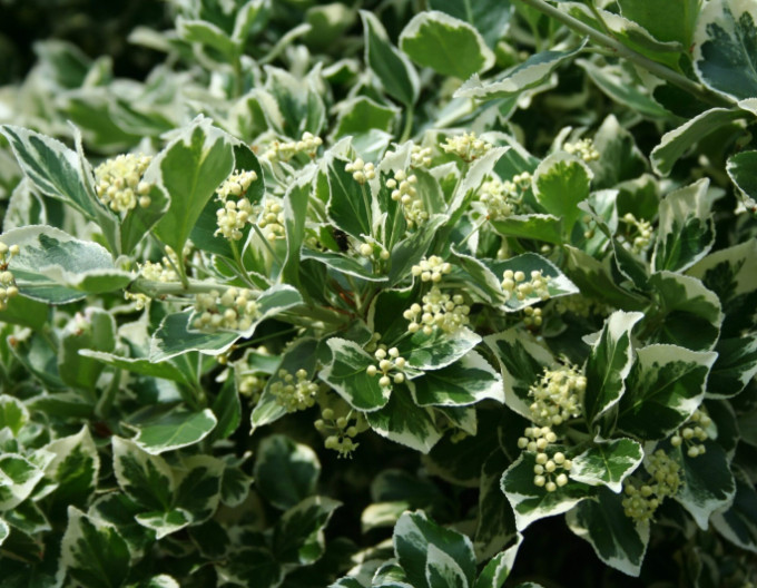 Euonymus fortunei „EMERALD GAIETY” 2l