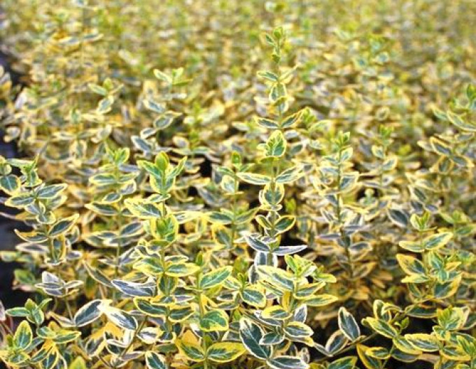 Euonymus fortunei „EMERALD and GOLD” 2l