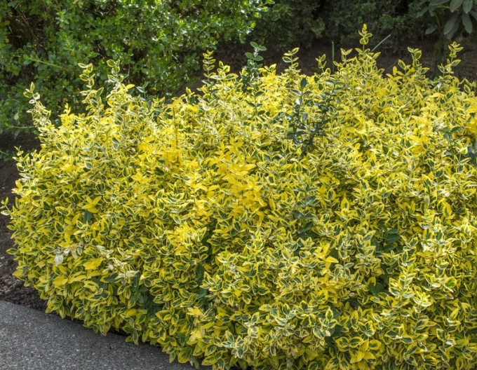 Euonymus fortunei „EMERALD and GOLD” 2l