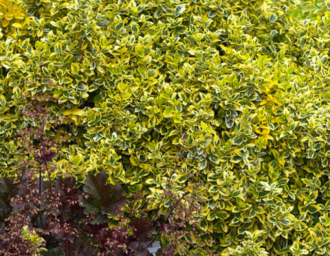 Euonymus fortunei „EMERALD and GOLD” 2l
