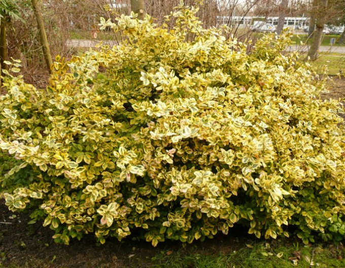 Euonymus fortunei „EMERALD and GOLD” 2l