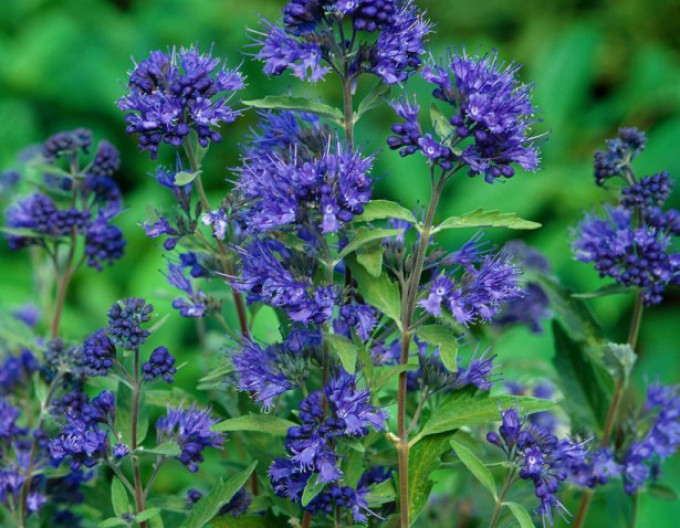 Caryopteris  „Kew Blue” 2l