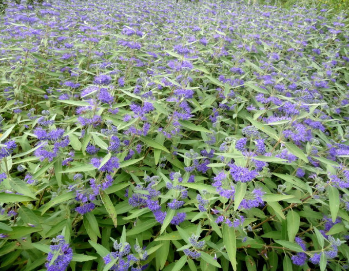 Caryopteris  „Kew Blue” 2l