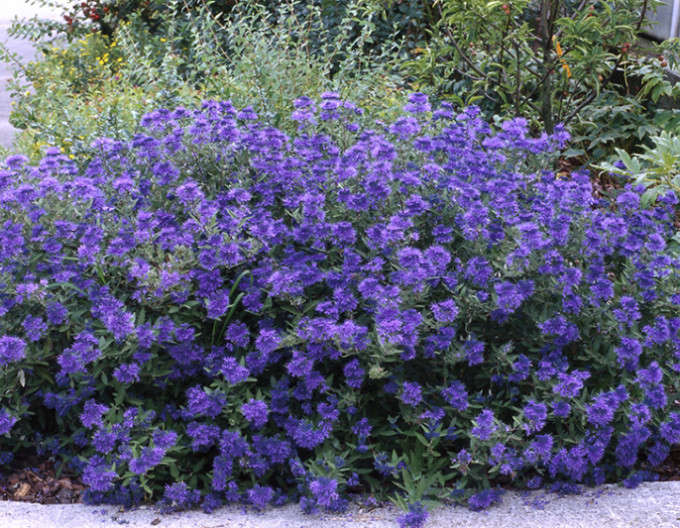 Caryopteris  „Kew Blue” 2l