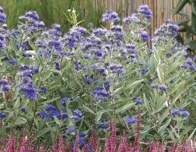Caryopteris  „Kew Blue” 2l