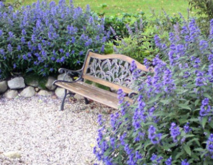 Caryopteris „HEAVENLY BLUE” 2l