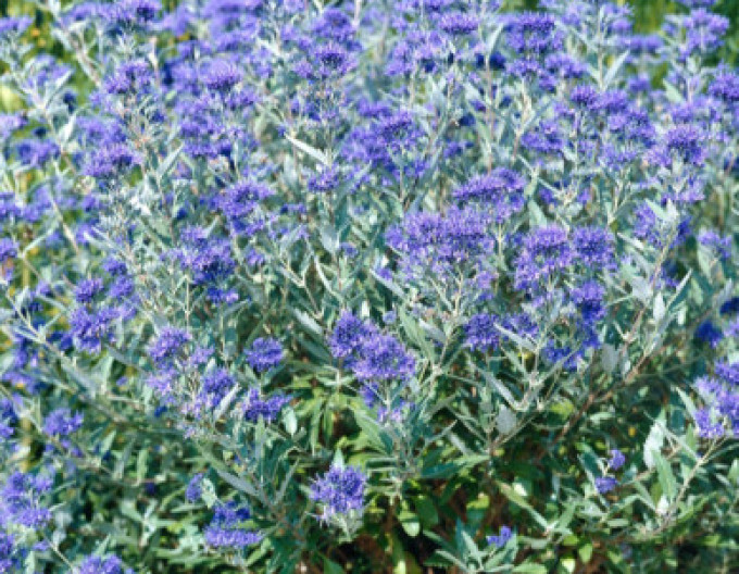 Caryopteris „HEAVENLY BLUE” 2l