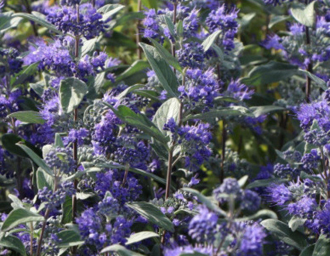 Caryopteris „HEAVENLY BLUE” 2l