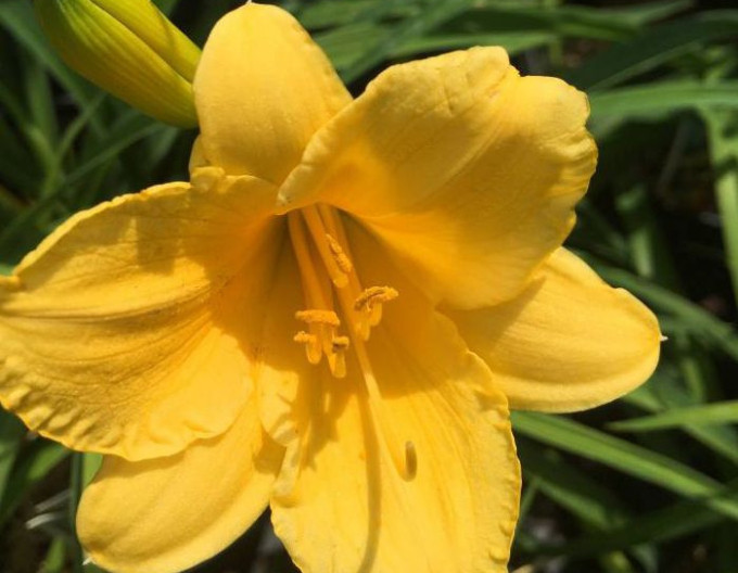 Hemerocallis „Stella d’Oro” 2l