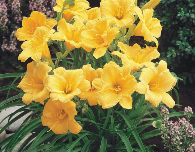 Hemerocallis „Stella d’Oro” 2l