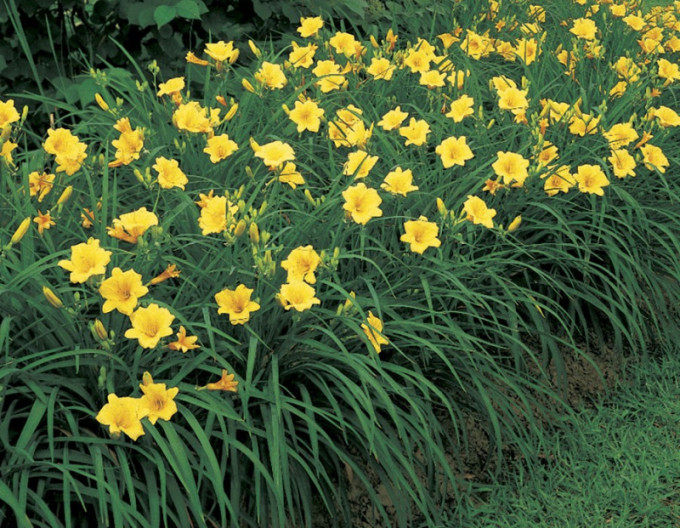 Hemerocallis „Stella d’Oro” 2l
