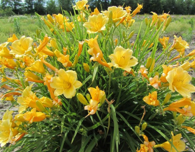 Hemerocallis „Stella d’Oro” 2l