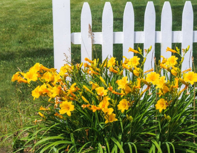 Hemerocallis „Stella d’Oro” 2l