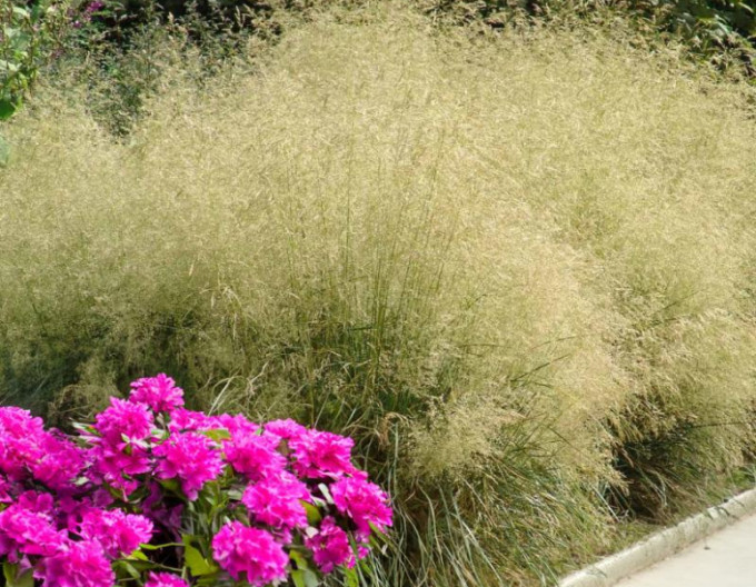 Deschampsia „Bronzeschleier” 2l