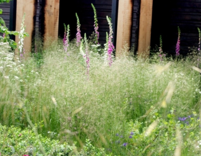 Deschampsia „Bronzeschleier” 2l