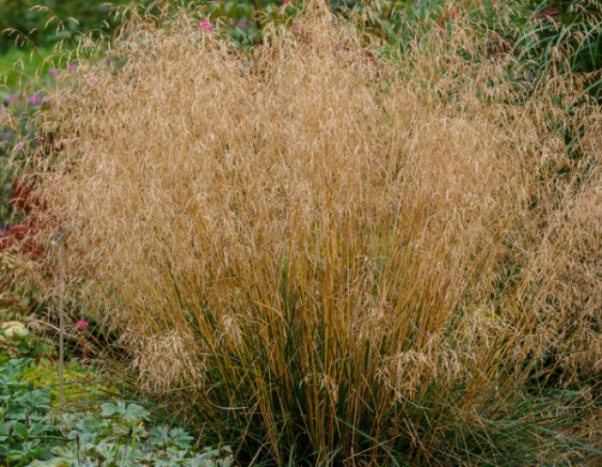 Deschampsia „Bronzeschleier” 2l