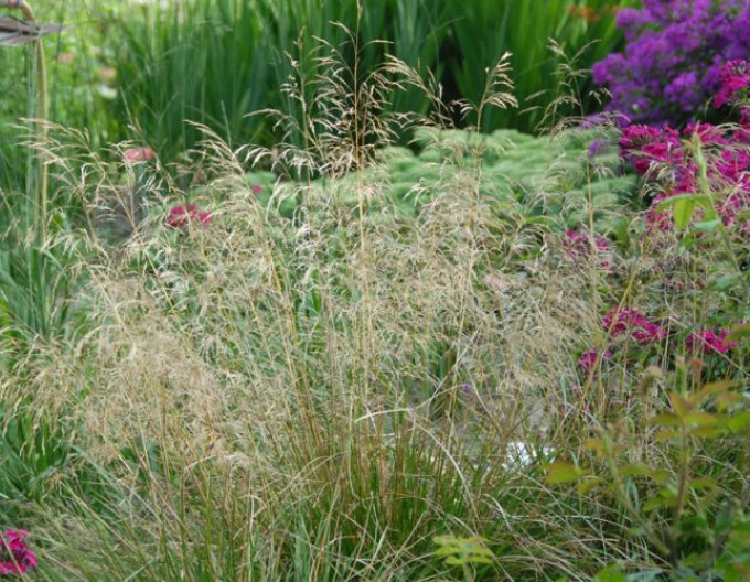 Deschampsia „Bronzeschleier” 2l
