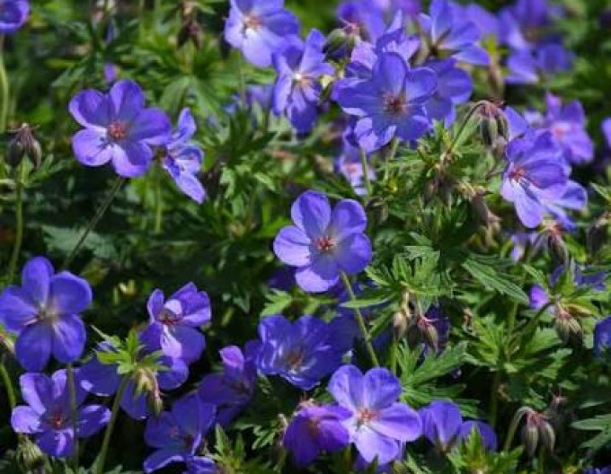 Geranium „Johnon’s Blue”