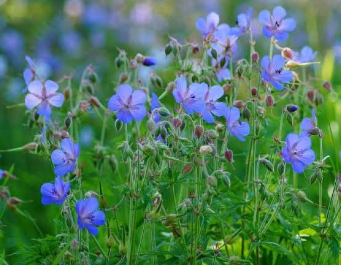 Geranium „Johnon’s Blue”