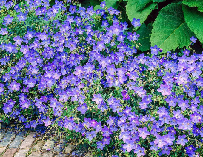 Geranium „Johnon’s Blue”