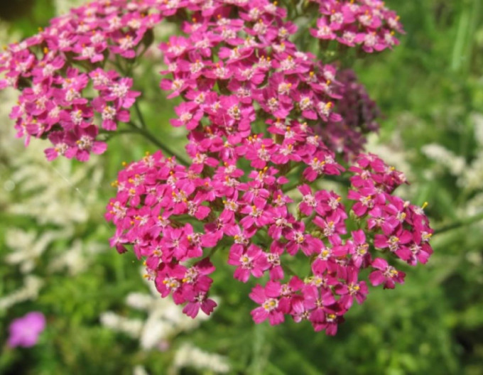 Achillea „Cerise Queen” 9x9